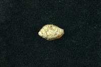 藏品(火燄筆螺)的圖片